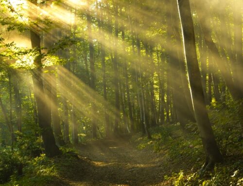 Wenn Nutzwälder zu Urwäldern werden: „Wo die Natur für sich sein darf“, freut sich der Gutmensch